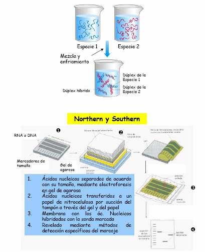 Hibridación Basease na capacidade que teñen as secuencias de ácido nucleico de cadea sinxela para asociarse con moléculas de