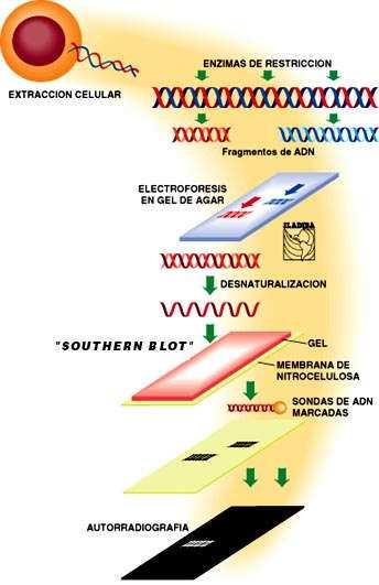 Southern blot Extracción do DNA