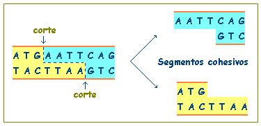 Obtención n de fragmentos de ADN por encimas de restrición As encimas de restrición son unhas encimas presentes en determinadas