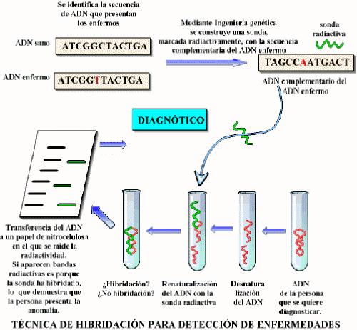 Coñecendo a secuencia de nucleótidos dun xene responsable dunha certa anomalía, pódese diagnosticar si