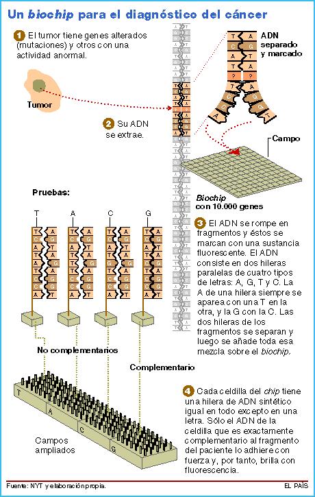 Biochips Cando as sondas de material xenético cunha secuencia coñecida se poñen en contacto cunha mostra dun paciente ou dun experimento, só aquelas cadeas complementarias ás do chip se hibridan e