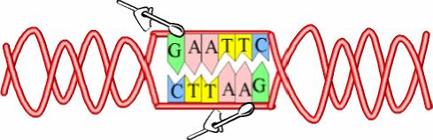 Algunhas encimas de restrición cortan as dúas cadeas do ADN no mesmo nucleótido, outras, en cambio, cortan cada cadea por