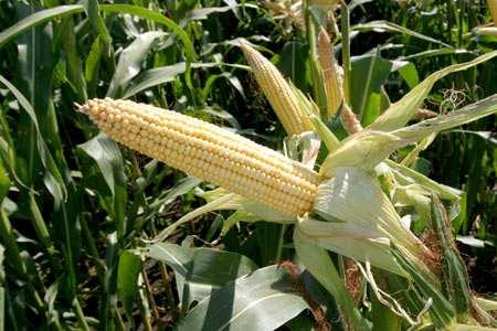 planta e come todo o seu interior. O millo transxénico denominado Bt é resistente ó taladro.