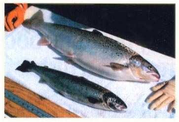 Beneficios dos transxénicos nicos Aumento da produtividade Un salmón do