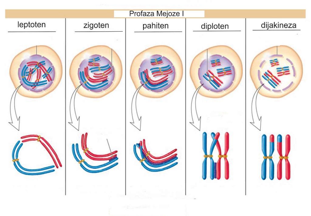 18. Primarna razlika između između mejoze i miteze ogleda se u sledećim događajima: a) homologi hromozomi tokom mejoze se sparuju u profazi b) u mejozi se događa razmjena naslednog materijala -