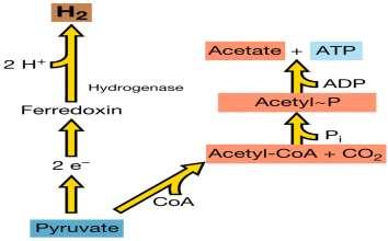 Gerjun Glucose Pyruvate Pyruvate: formate lyase Pyruvate + CoA acetyl-coa + formate Kjörfrjálsar bakteríur