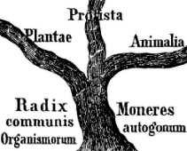 SaskaĦā ar Hekelu, bioloăijai ir trīs atzarojumi: A. Zooloăija; B. Protistoloăija; C. Botānika. Pēc 39 gadiem (1905. gadā) E. Hekels protistu sākotnējo definīciju maina. Pēc jaunās definīcijas 2. att.