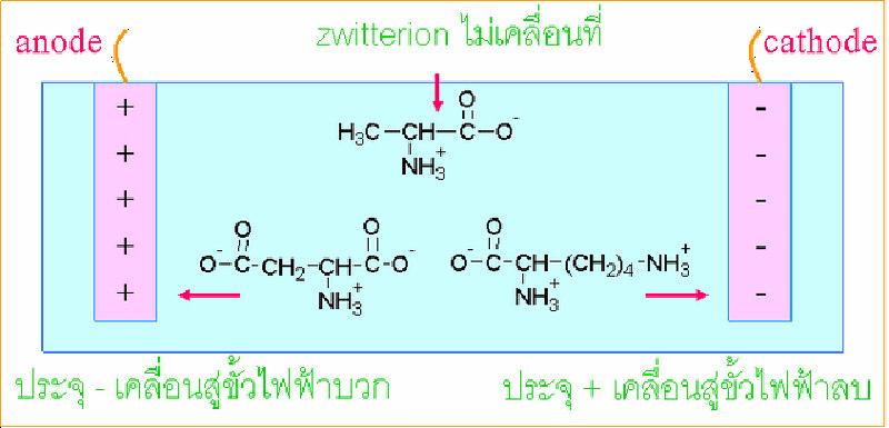 กรดอ ม โนผสมร หว าง Ala (pi = 6.0) His (10.0) แล Asp (2.