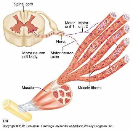 Skeletni mišići aktivni elementi lokomotornog sistema Skeletni mišićim predstavljaju aktivne elemente lokomotornog sistema jer se na njihovim krajevima generišu sile prilikom njihove kontrakcije.