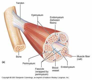 Struktura skeletnih mišića Skeletni mišići i se sastoje od vlakana debljine manje od