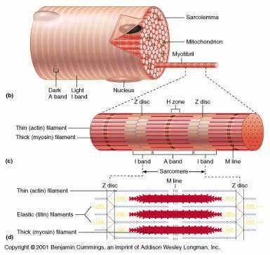 Svako vlakno je omotano membranom debljine 0,01 nm.