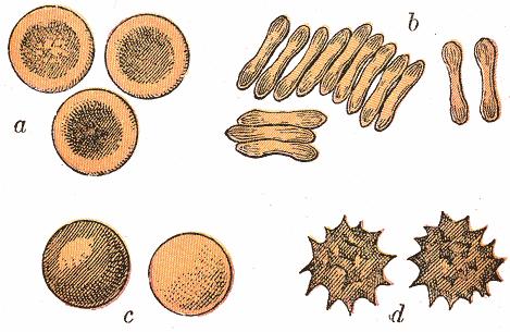 Human red blood cells. a.