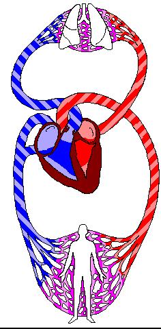 SRCE I KRVOTOK Srce je dvostruka pumpa, koja pumpa krv kroz dva cirkulatorna sistema: pulmonalni (mali) (~0%) i sistemski (veliki) krvotok
