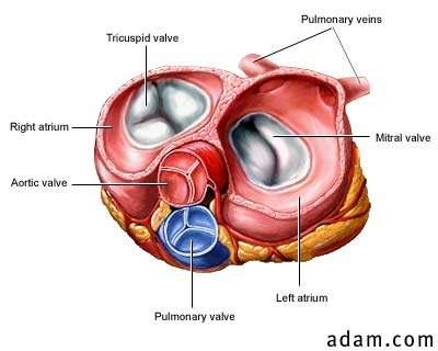 Energija potrebna za istiskivanje krvi u krvotok dobija se kontrakcijom mišića atrijuma, odnosno ventrikula.