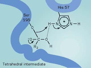 Primer katalitičnega mehanizma encima tvori se tetrahedralen intermediat nastane produkt Končni