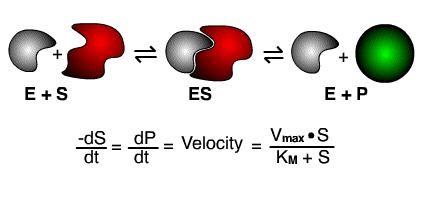 Encimi in definicije encim (E) je protein, ki ga producira celica in deluje kot katalizator znižuje aktivacijsko energijo in na ta način pospeši hitrost