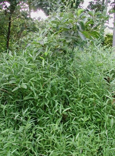 Vpliv rastlinskega pokrova na aktivnost encimov v tleh na vzorcu tal so gojili češmina, grmičasto travo
