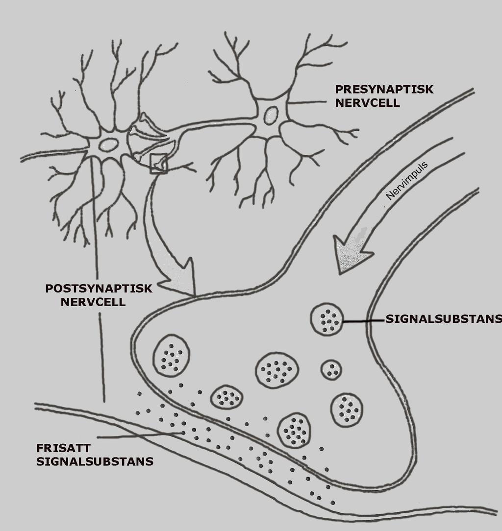Sünapsid Vaata sünapsis toimuvat: Sünaps on kahe neuroni ühinemise