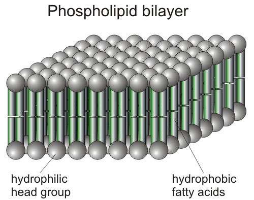 Fosfolipiidid moodustavad kahekihilise struktuuri -