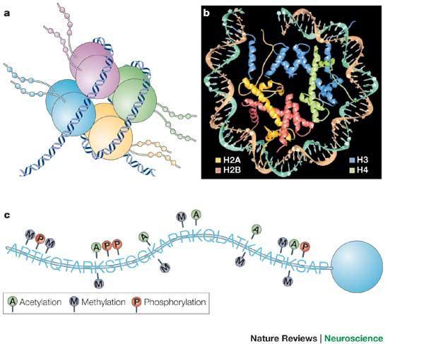 EPIGENETIKA Modifikacija histonov Nukleosom