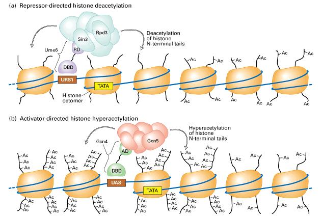 Acetilacija histonov deacetylation HDAC activity