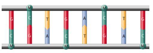 METILACIJA DNA - kovalentna vezava metilne skupine na citozin - palindromna struktura - reakcijo katalizirajo encimi iz
