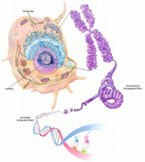 ČE BI MOLEKULE DNA RAZTEGNILI V RAVNO LINIJO, BI 46 KROMOSOMOV, KI SESTAVLJAJO GENOM ČLOVEŠKE CELICE MERIL BLIZU DVA