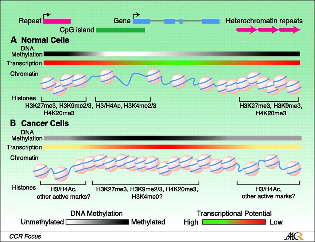 Metilacija DNA in modifikacije histonov se pri raku spremenijo McCabe M T et al.