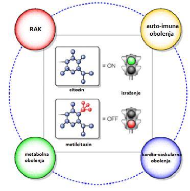 METILACIJA DNA in bolezni Prirejeno po: Methyl Primer