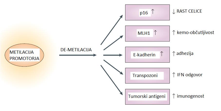 Uporaba de-metilacije pri zdravljenju