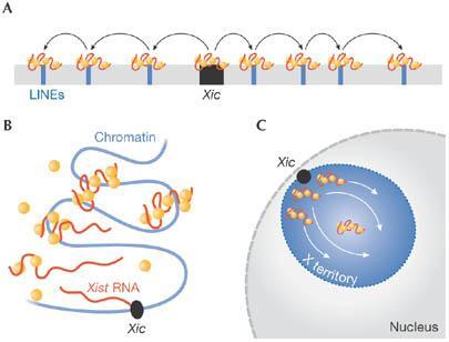 XIST lncrna Cis-Inaktivacija genov na kromosomu X, s tem, da XIST RNA vezana na represorski