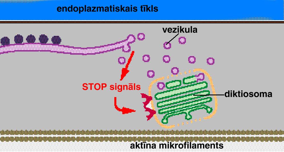 uzlasa atdalītās vezikulas Vervēšanas modelis: ja diktiosomas