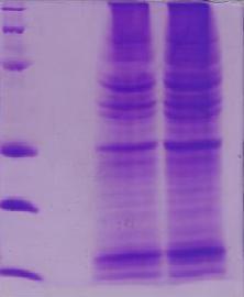 و 2 و MCF7 CHO مقایسه میزان تولید پروتي ین نوترکیب در دو رده سلولی شکل 2. نتایج.SDS-PAGE سلوله يا - مارکر پروتي ینی و 2 و 3 - به ترتیب CHO و MCF7 ترانسفکت شده با وکتور بیا ین وسترن بلاتینگ حاوي ژن.