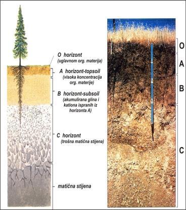 čestica (glina, silt, pijesak, fragmenti stijena), organske tvari, vode i zraka tipično tlo sastoji se od nekoliko horizonata debljina pojedinih horizonata kao i vrsta tla ovisi o klimatskim uvjetima
