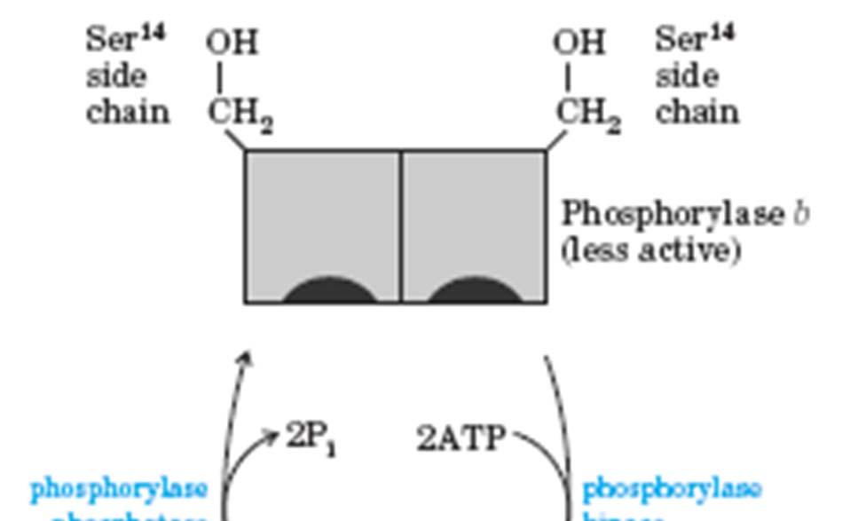 Aktivacija glikogenske fosforilaze s fosforiliranjem