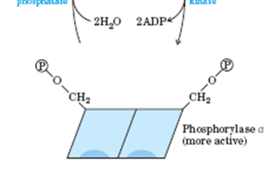 glikogenske fosforilaze je uravnavana s fosforiliranjem /