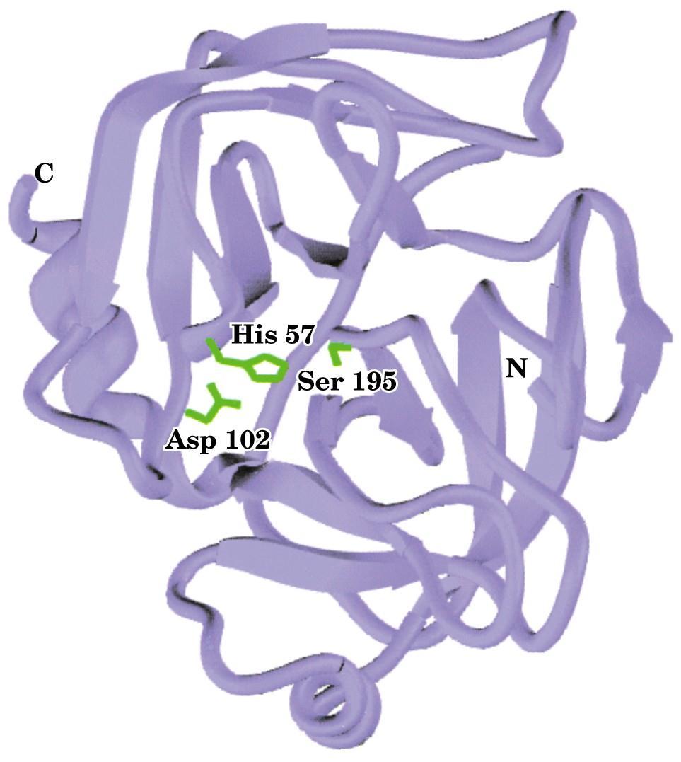 katalitična kaskada pri tripsinu (analogno je pri kimotripsinu) -OH skupina Ser