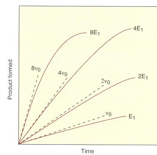Koncentracija encima vpliva na hitrost reakcije v 0 E v 0 E i koncentracija encima [E] Glede na potrebe celice se sintetizira