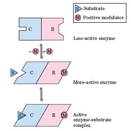 Regulatorni encim shematski prikaz aktivacije encima z vezavo