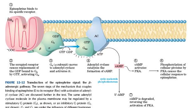 Primer uravnavanja encimske aktivnosti s kovalentno modifikacijo (fosforilacijo) Adrenalin β-adrenergični receptor camp aktivirana metabolična pot: koncentracija glukoze adrenalin