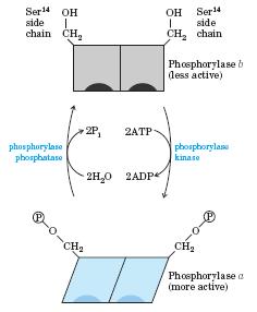 Aktivacija glikogen fosforilaze s fosforiliranjem fosforilaza-fosfataza