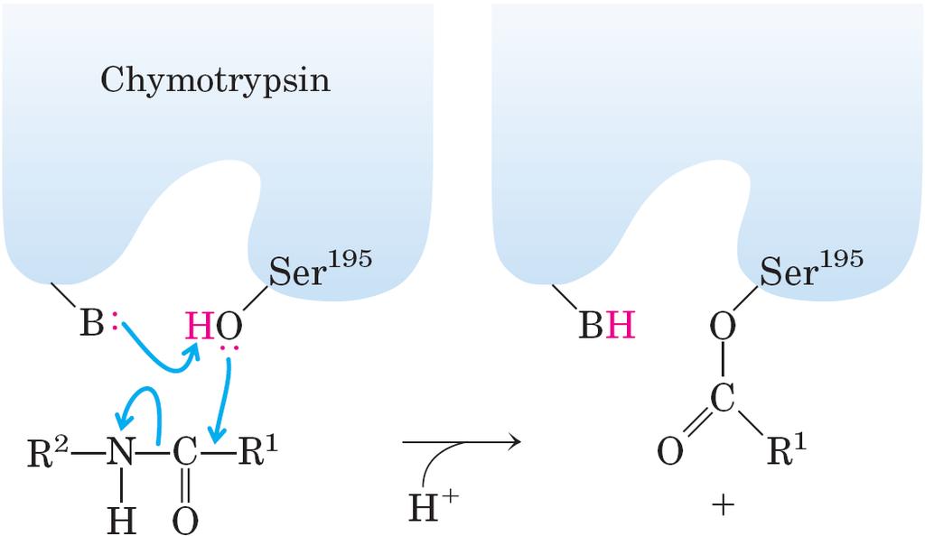 Primer kovalentne in kislinsko-bazne katalize: razcep peptidne vezi 1.