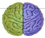 التمثيالتالرياضيةالمتعددةوجانبيالدماغ: ينقسم الدماغ إلى جانبين أيسر وأيمن يتم التعلم من خاللها ولكل جانب من جانبي الدماغ وظائف مختلفة وأن كل جانب يقوم بوظائف محددة فمثالا يمثل الجانب األيسر من الدماغ