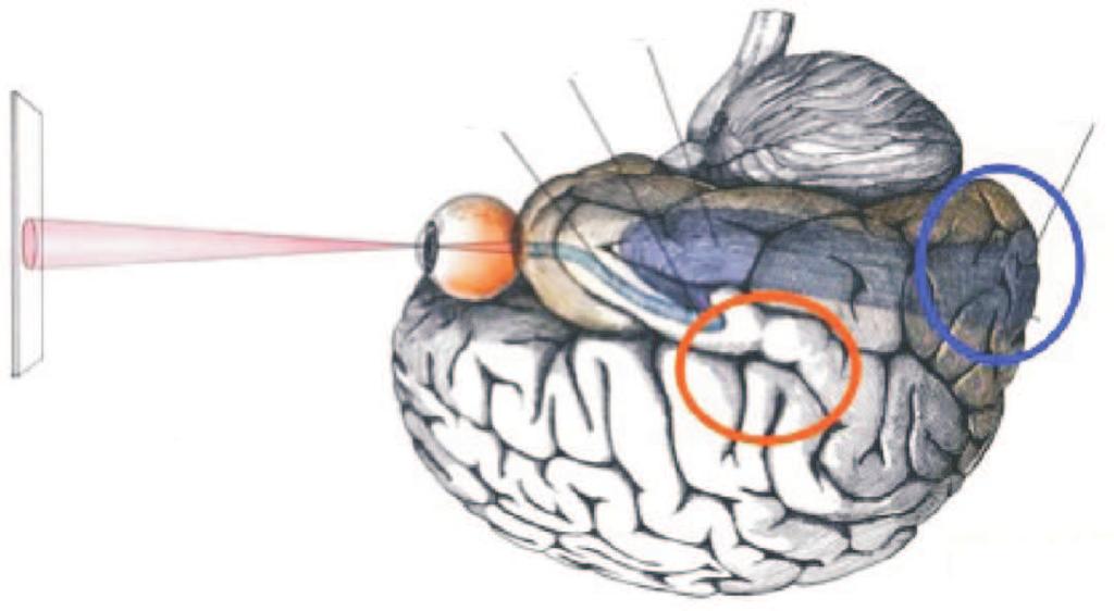 optički živac, hijazma (ukrštanje očnih živaca), optički trakt, optička radijacija. Završavaju se u primarnom vizuelnom korteksu.