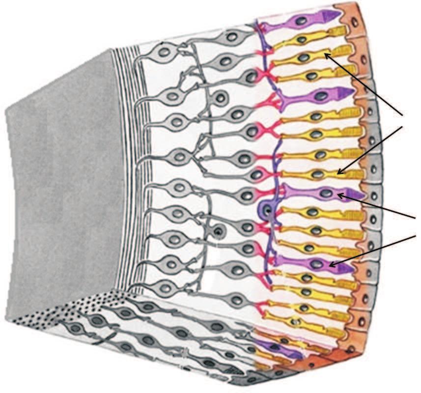 ćelije horizontalna ćelija neuroepitelni sloj beonjača Slika 76: Struktura mrežnjače U prvom sloju optičkog dela mrežnjače nalaze se dve vrste fotoreceptorskih ćelija: štapići i čepići (slika 77),