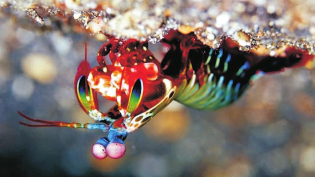 i gušteri vide boje otprilike isto kao i ljudi, a postojanje kolornog vida je takod e primećeno kod kornjača i viših riba.