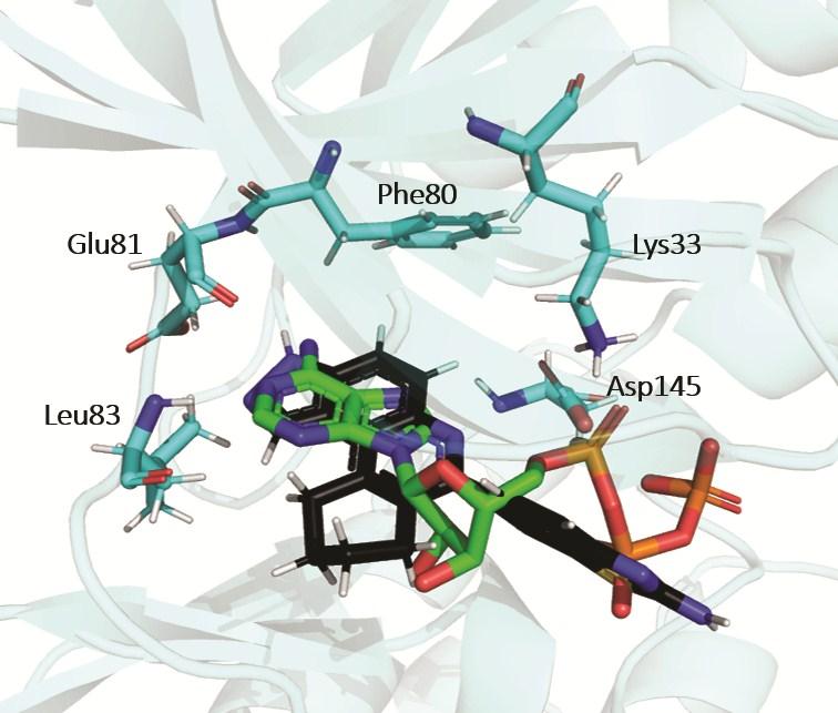 Figure S2. Overlay of ATP (green) and HSD992 (black) in the catalytic pocket of CDK2 (PDB entry 1HCK). Some residues in the active site have been shown and labeled.