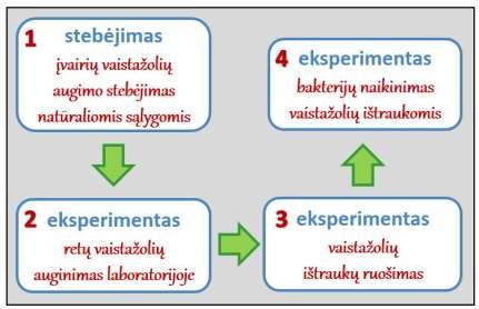 eigos schema. 2 pav.