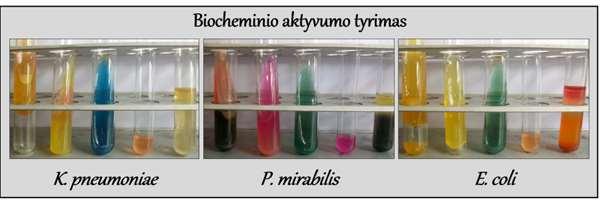 Mokslinio tyrimo eigos biocheminio aktyvumo tyrimo nuotraukos (kairėje mėginiai su K.