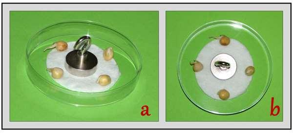 52 21 pav. Petri lėkštelėje daiginami žirniai išdėstyti ant sudrėkintos vatos aplink magnetą: a vaizdas iš šono, b iš viršaus. Nuotraukos autorės.